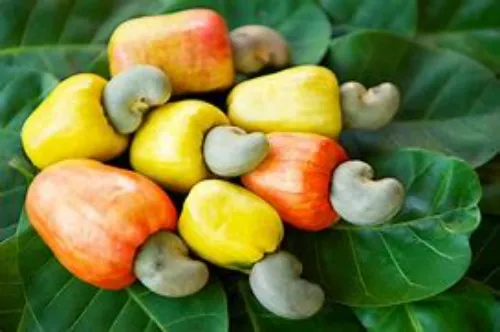 CASHEW